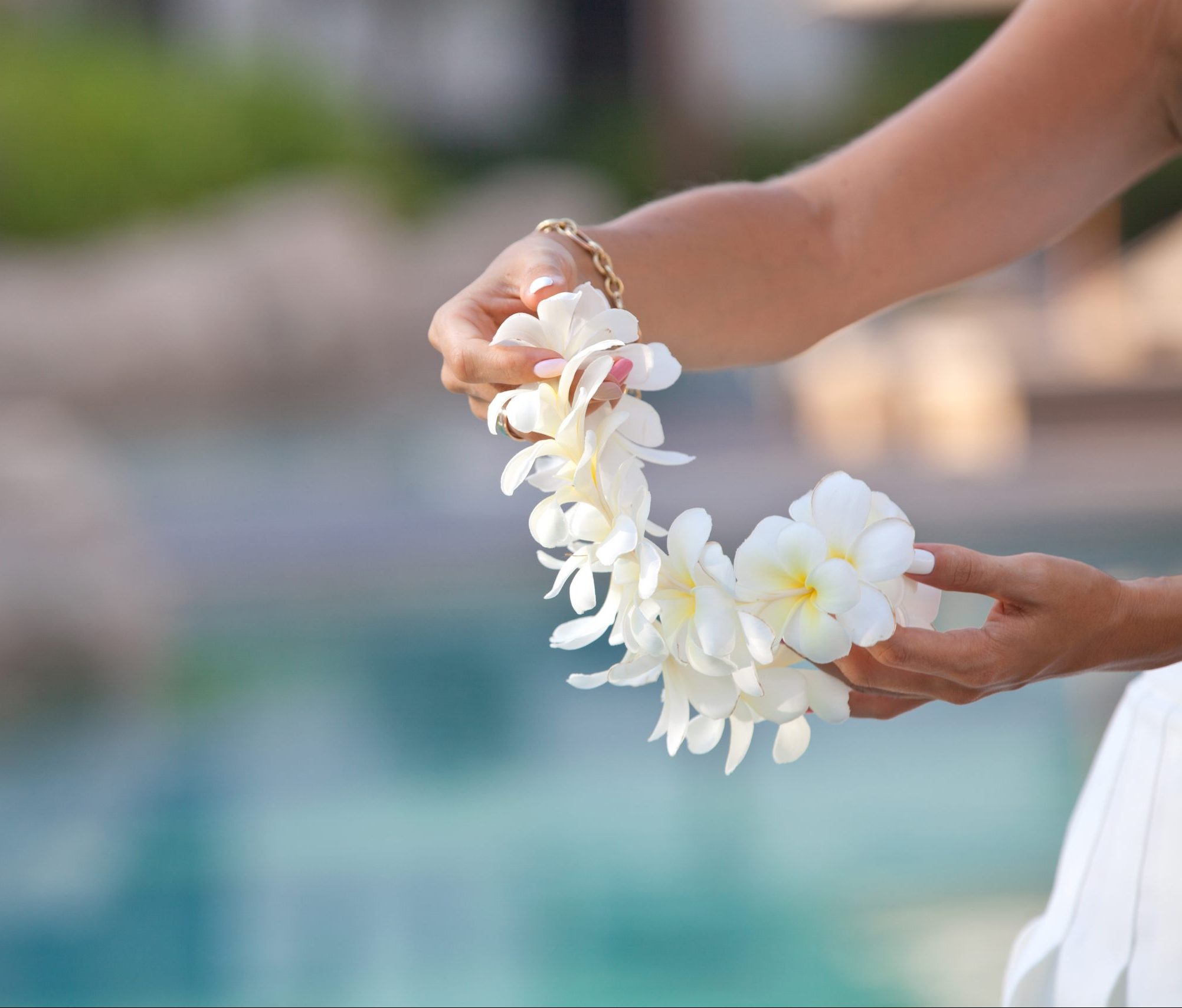 Woman hands holding Flower lei garland of white plumeria. Woman hands holding flower lei garland of white plumeria, in a motion of welcome.